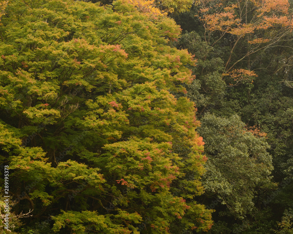 秋　紅葉　深まる秋