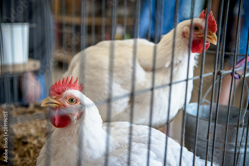 Photography chicken cage at county fair