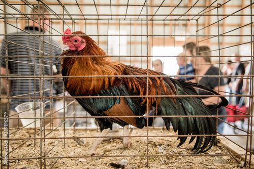chicken cage at county fair