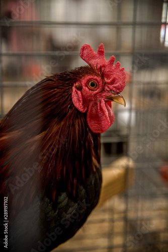 chicken cage at county fair