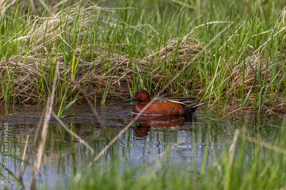 Fototapeta premium Cinnamon Teal