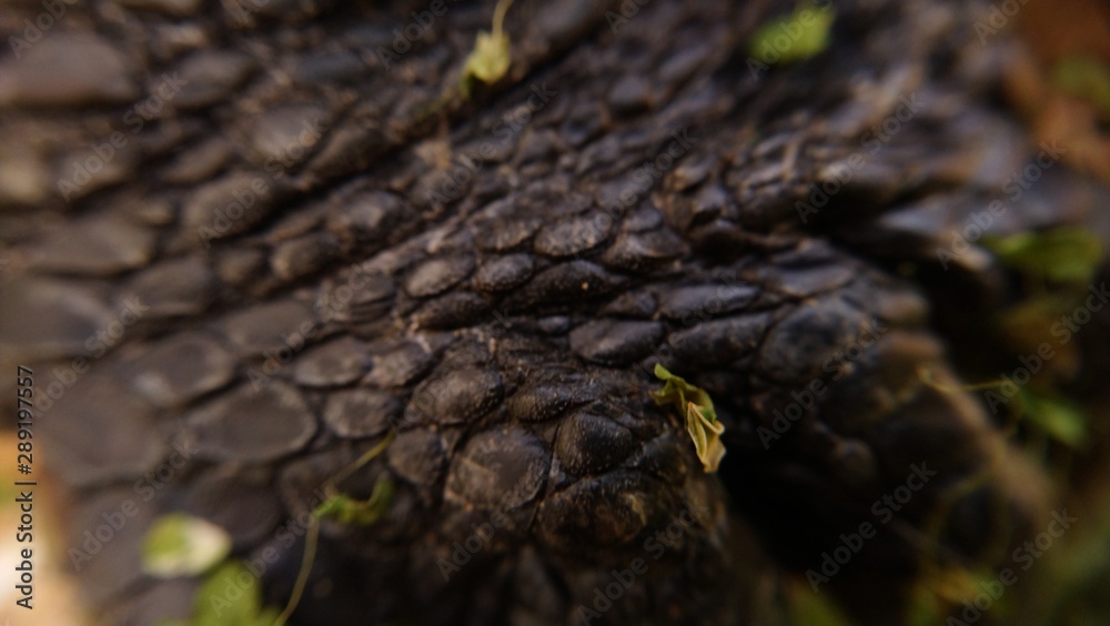 Fototapeta premium Tortoise scales , latin name : trachemys scripta