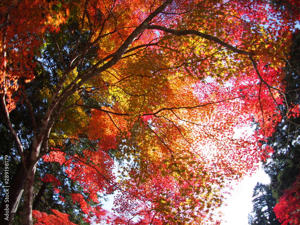 紅葉真っ盛り