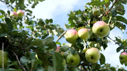 Autumn apples hanging in the autumn wind photo