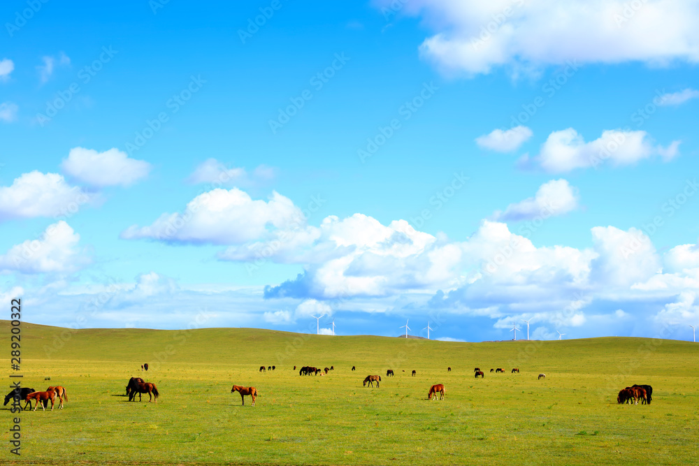 Horses and wind turbines in the grasslands Horses and wind turbines in the grasslands