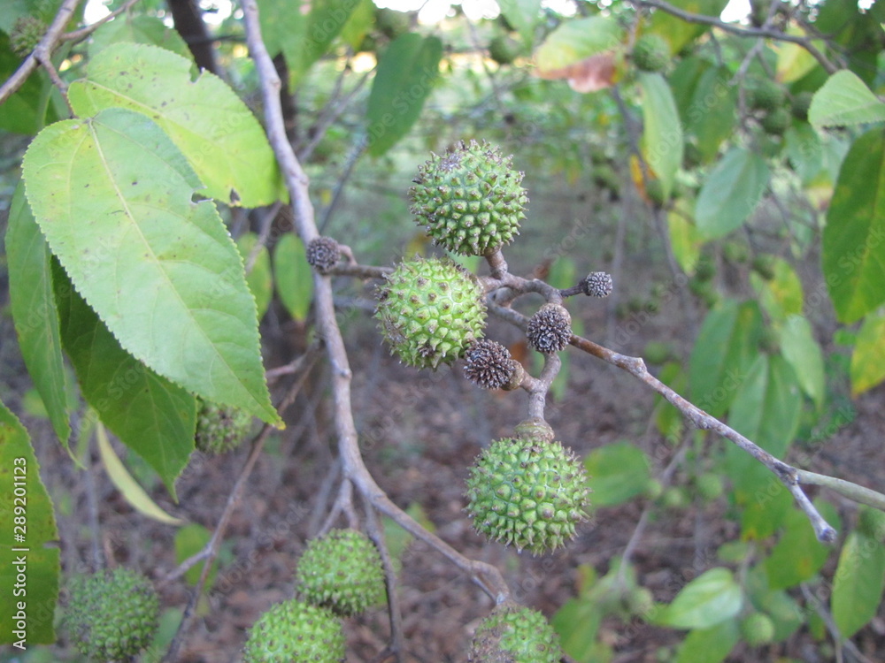Green fruits of the Mutamba tree (Guazuma ulmifolia) still on the branches, highlighting the natural growth and biodiversity of tropical environments. Green fruits of the Mutamba tree (Guazuma ulmifolia) still on the branches, highlighting the natural growth and biodiversity of tropical environments.
