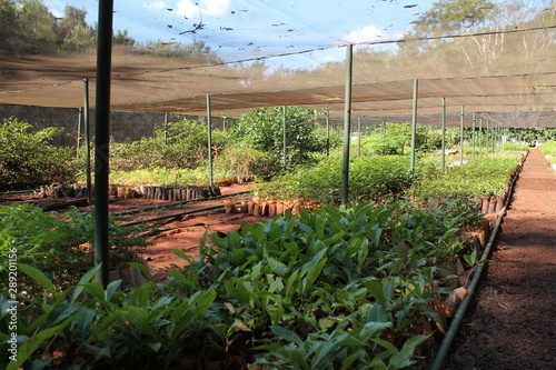 Reforestation with rainforest trees in Brazil photo