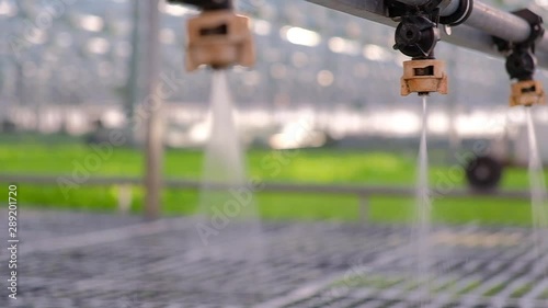 Greenhouse watering system in action. Hydroponic system photo