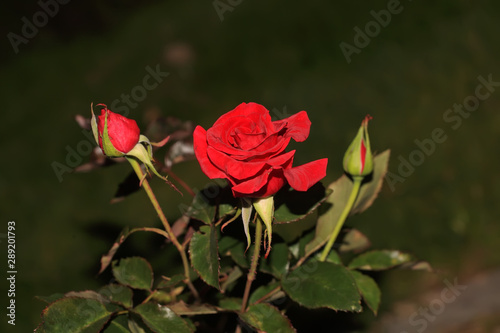 Art photo rose petals isolated on the natural blurred background. Closeup. For design, texture, background. Nature.