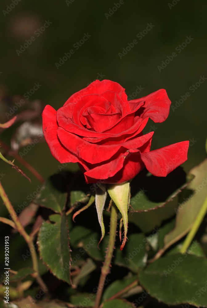 Fototapeta premium Art photo rose petals isolated on the natural blurred background. Closeup. For design, texture, background. Nature.