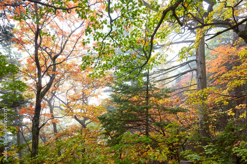 Fall scenery of Mt. Seorak in Korea. Fall scenery of Mt. Seorak in Korea.