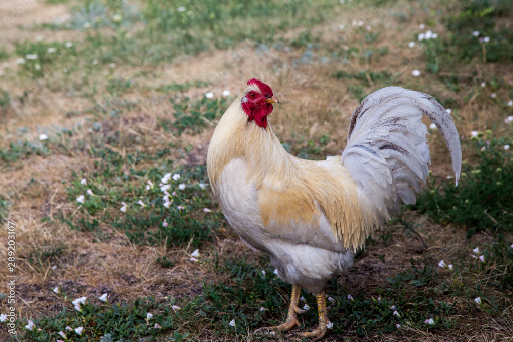 Fototapeta premium Spring morning in the chicken yard.
