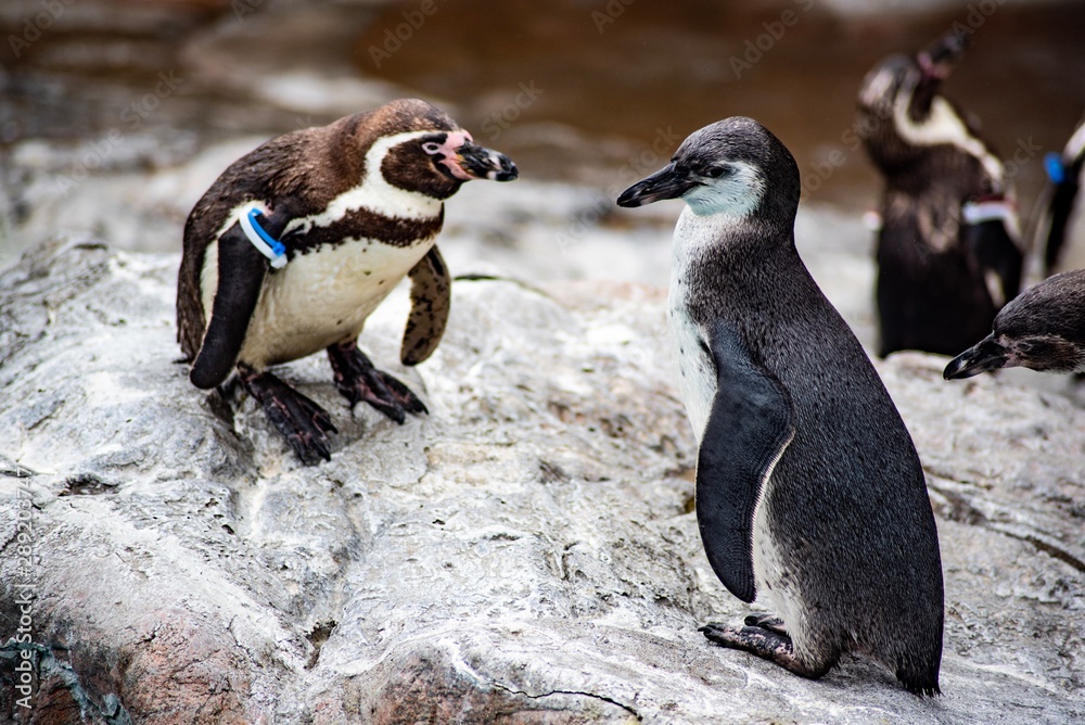Obraz premium 向かい合うペンギン