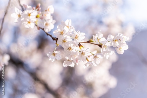 桜の枝