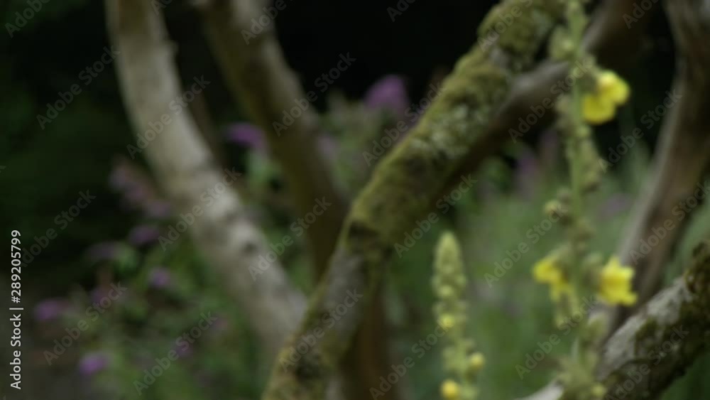 Steady, close up shot of yellow alyssum flowers, the camera then focuses on a tree covered in moss, then the camera focuses on a butterfly bush. Steady, close up shot of yellow alyssum flowers, the camera then focuses on a tree covered in moss, then the camera focuses on a butterfly bush.