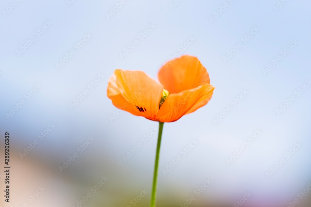 Obraz premium オレンジの花