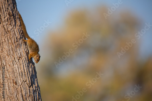 Africa Botswana Squirrel