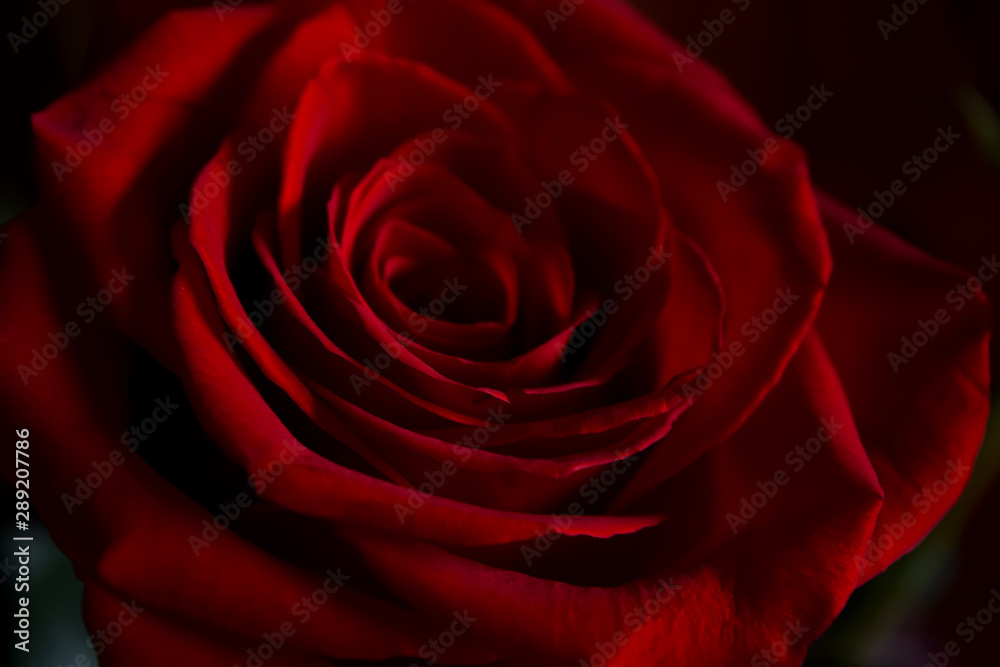 Red Rose