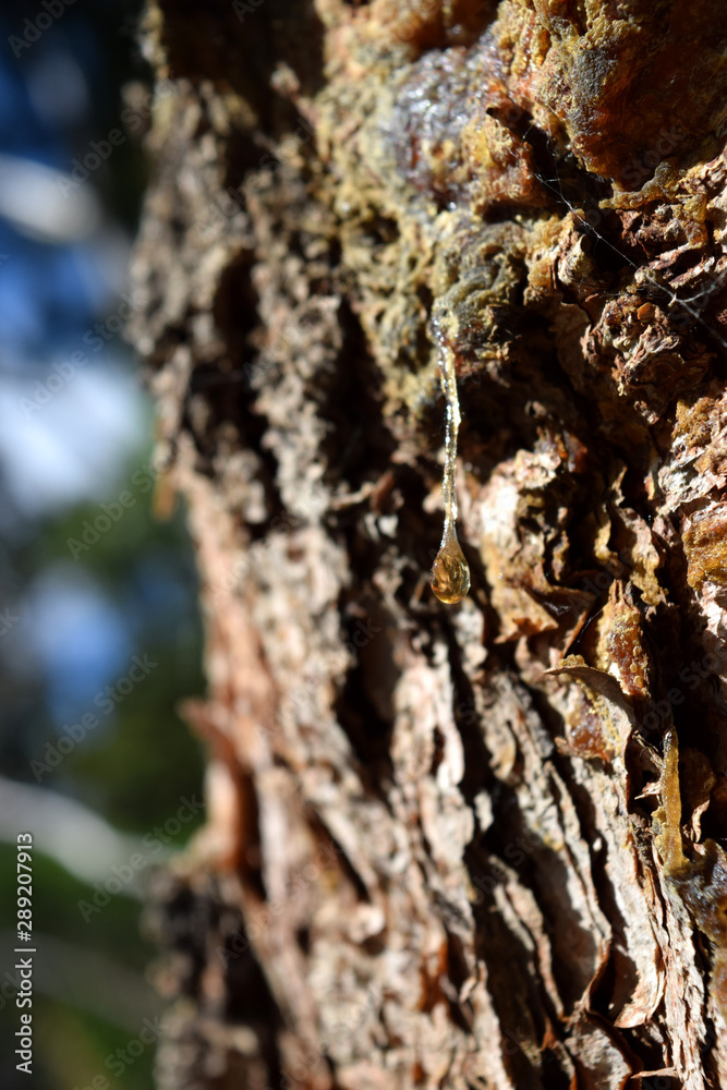Tree Sap Tree Sap