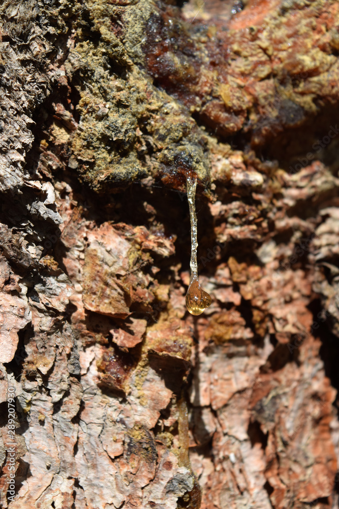 Tree Sap Tree Sap