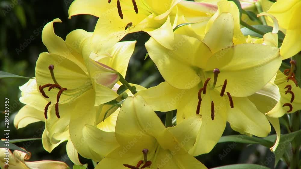 Steady, close up shot of yellow wolfsbane flowers (Aconitum lycoctonum). Steady, close up shot of yellow wolfsbane flowers (Aconitum lycoctonum).