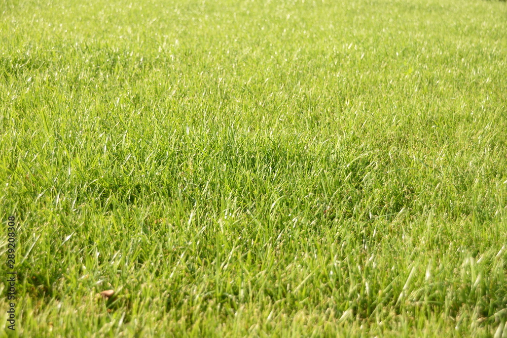 green grass, lawn in the garden. Gardening, landscaping green grass, lawn in the garden. Gardening, landscaping