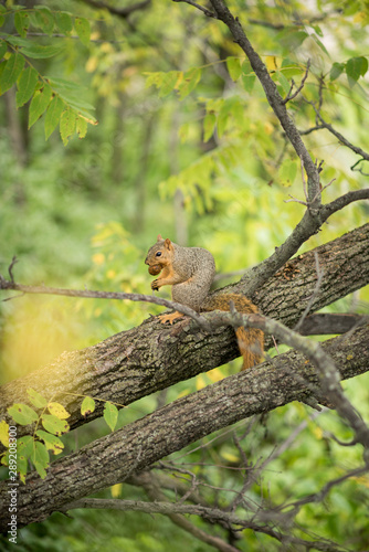 squirrel eating on tree branch