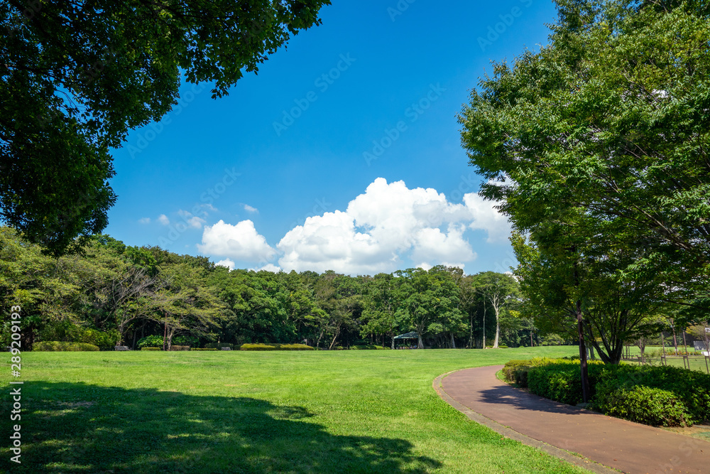 Fototapeta premium 公園の新緑と青空