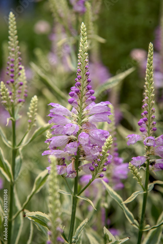 pink lionhearts obedient plant