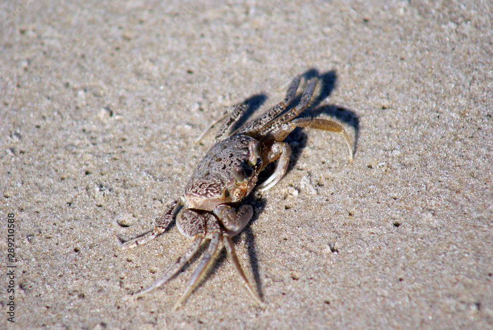 Crab running on sandy beach