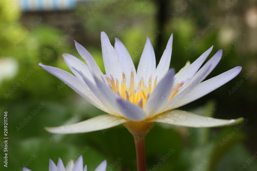 Water lily has rhizomes and flows underground. And send the flowers to the surface There are beautiful flowers to watch throughout the year. Late in the morning and afternoon. Water lily has rhizomes and flows underground. And send the flowers to the surface There are beautiful flowers to watch throughout the year. Late in the morning and afternoon.