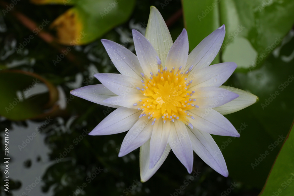Water lily has rhizomes and flows underground. And send the flowers to the surface There are beautiful flowers to watch throughout the year. Late in the morning and afternoon. Water lily has rhizomes and flows underground. And send the flowers to the surface There are beautiful flowers to watch throughout the year. Late in the morning and afternoon.