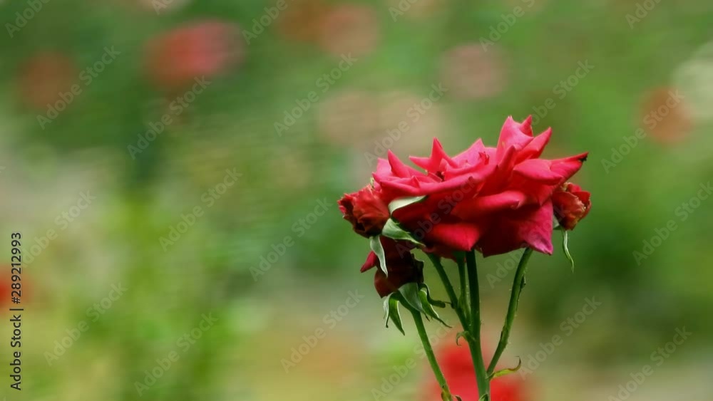 Single Red rose flower in the rose garden background Single Red rose flower in the rose garden background