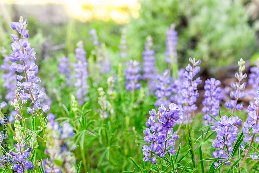 Obraz premium Many purple blue lupine flowers in sunlight on Sunnyside trail hike during early 2019 summer spring in Aspen, Colorado