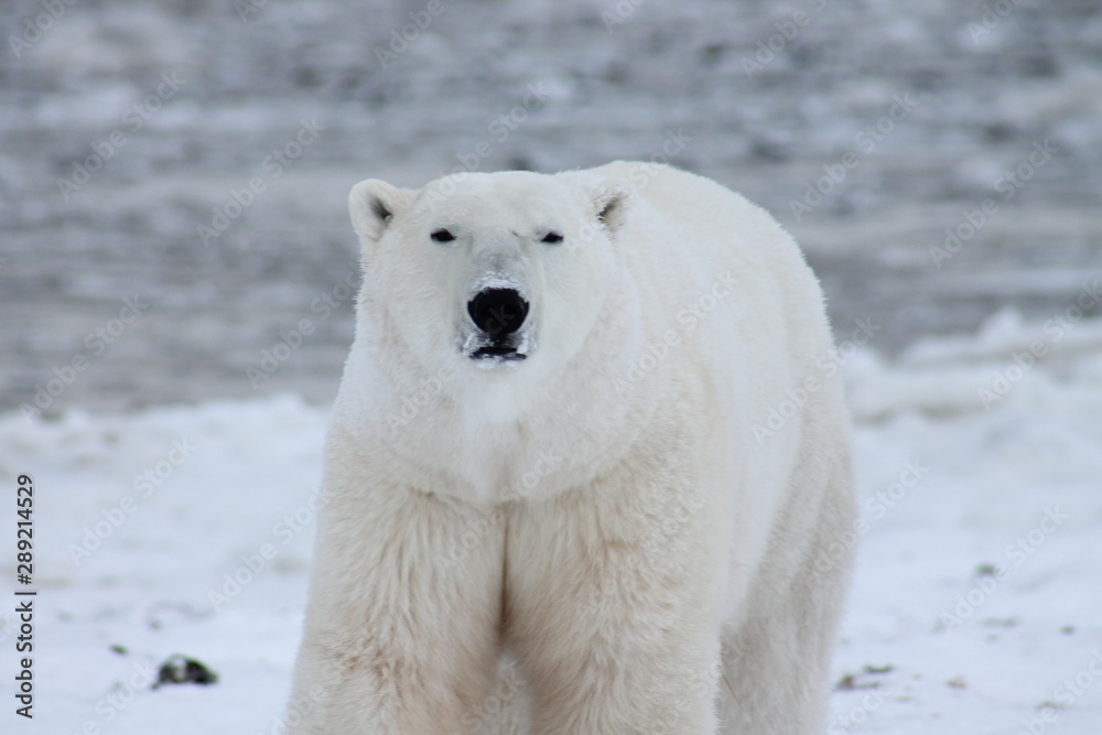 Polar Bear Polar Bear