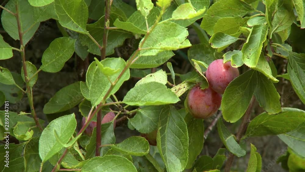 Steady, medium close up shot of multiple red koru apples hanging on branches.