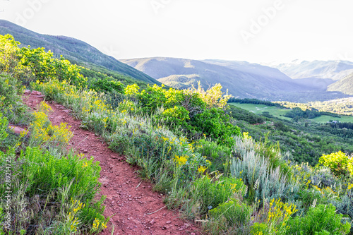 Morning on steep Sunnyside Trail in Aspen, Colorado in Woody Creek neighborhood in early 2019 summer with yellow wildflowers