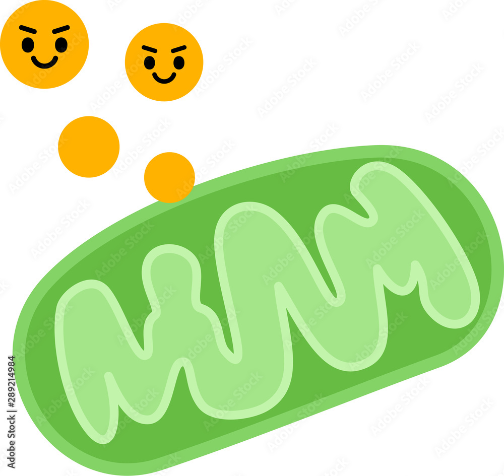 ミトコンドリアから発生するatpのイメージ Stock Vector Adobe Stock