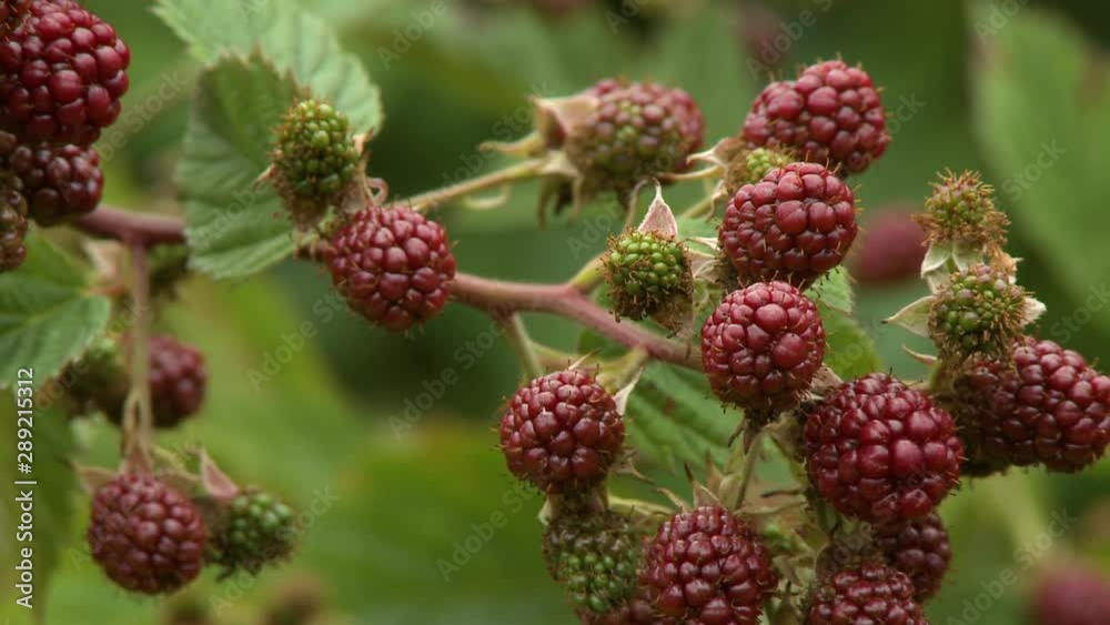 Steady, medium close up shot of boysenberries on branches. Steady, medium close up shot of boysenberries on branches.