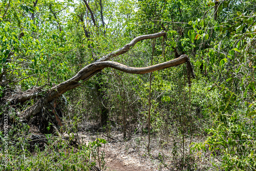 Arbol en medio del camino en reserva ecológica Varahicacos Cuba 