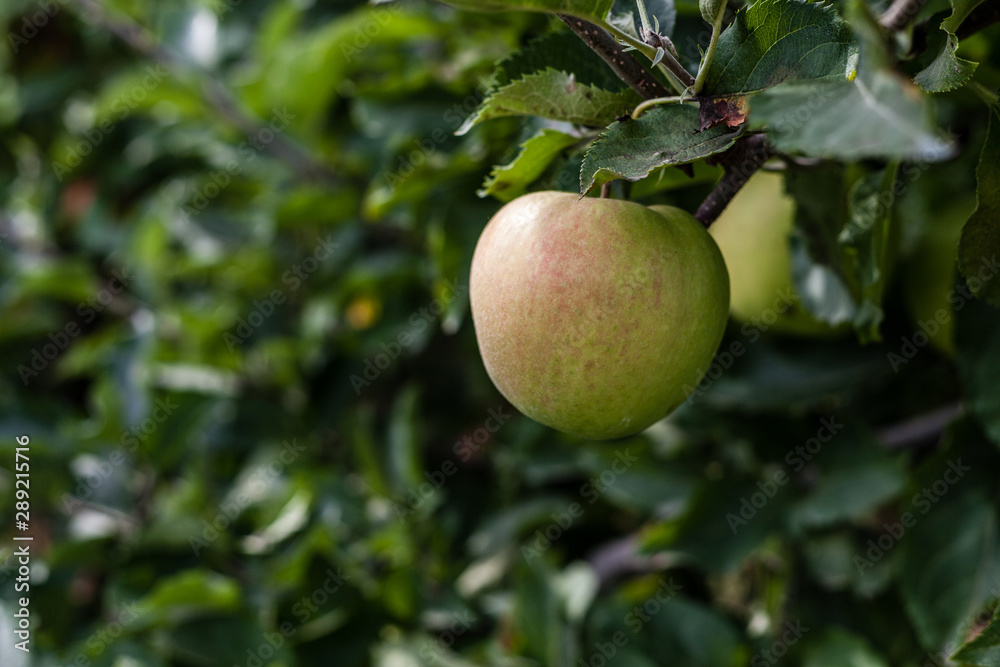 Jonagold apples on a tree branch in orchard nice autumn day. Jonagold apples on a tree branch in orchard nice autumn day.