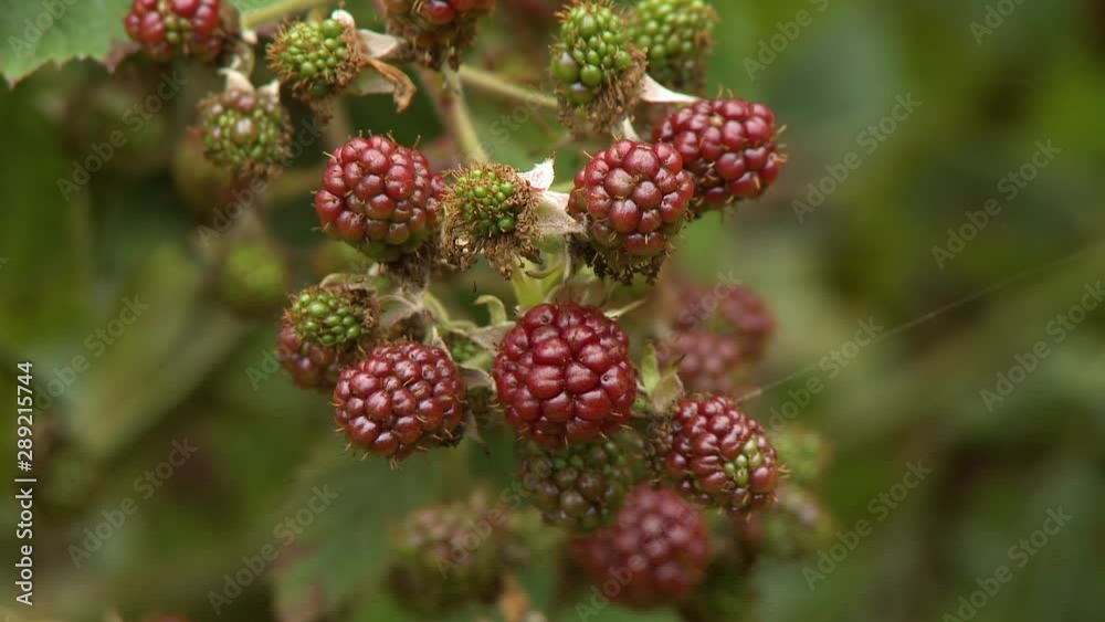 Steady, close up shot of boysenberry clusters. Steady, close up shot of boysenberry clusters.