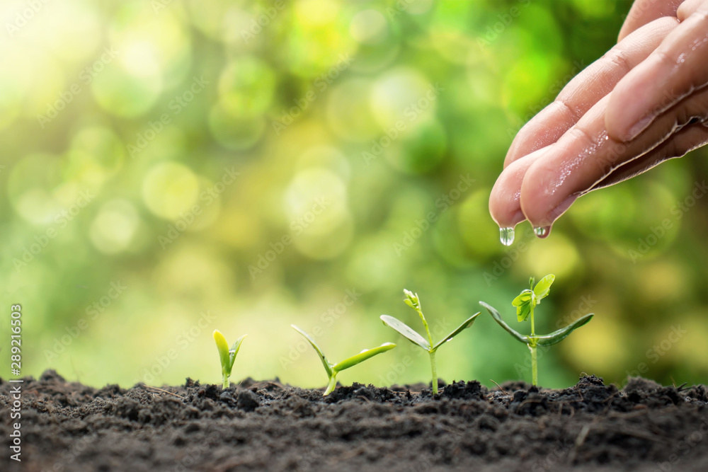 The hands of people who look after the trees and water the small trees with the concept of caring for the environment and World Environment Day. The hands of people who look after the trees and water the small trees with the concept of caring for the environment and World Environment Day.