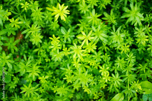 texture of green plants with partial focus on some layers of plants. Part of the leaves in focus