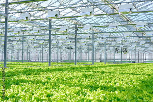 Agricultural Vegetable Field with Green Lettuce. Growing Vitamins Salad Leaves Plant Harvest Produce on Farmland. Natural Organic Healthy Food on Countryside Farm Plantation Horticulture