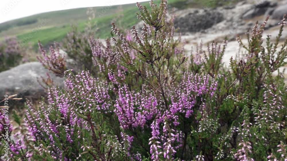 Heather blowing in the wind on a mid-summer day near Glendalough Miner's Village in the Wicklow Mountains. Heather blowing in the wind on a mid-summer day near Glendalough Miner's Village in the Wicklow Mountains.