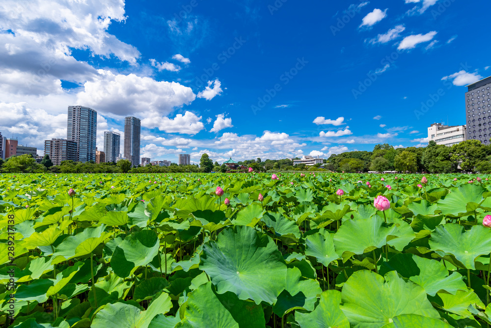 蓮の花が咲く上野恩賜公園 不忍池の風景 Stock 写真 Adobe Stock 蓮の花が咲く上野恩賜公園 不忍池の風景 Stock 写真 Adobe Stock