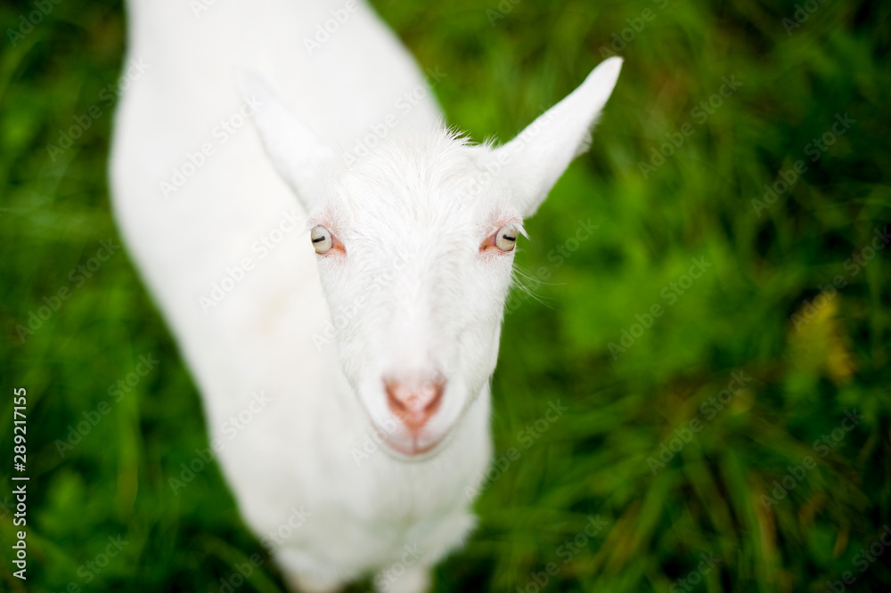 white young goat close-up on a background of blurred green meadow white young goat close-up on a background of blurred green meadow