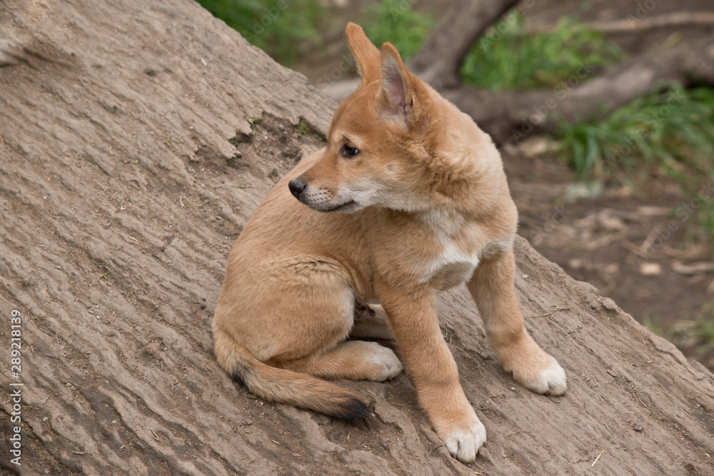 the 8 week old golden dingo is checking his surroundings the 8 week old golden dingo is checking his surroundings