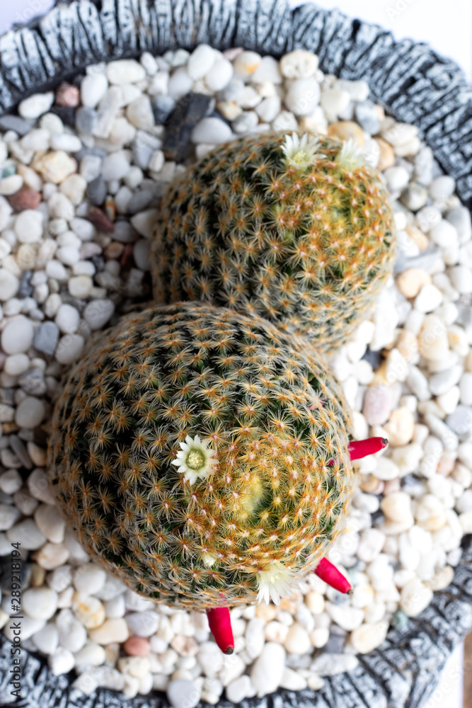 Fototapeta premium green cactus in nature garden